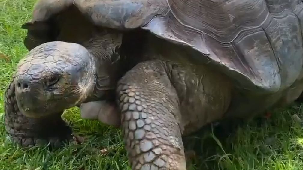 Żółw ukończył 54 lata.