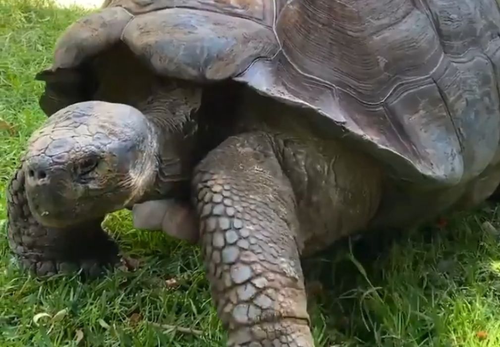 Olbrzymi żółw dostał prezent na 54 urodziny. Natychmiast go zjadł