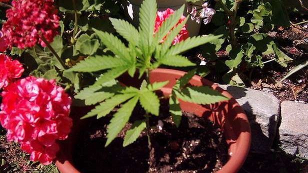 Zapomnij o FarmVille. Nowa gra na Facebooku pozwoli Ci hodować marihuanę 1