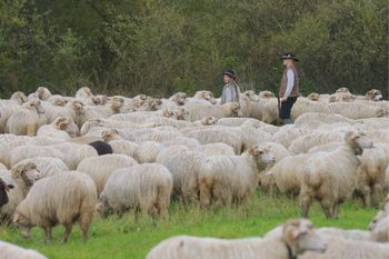 Górale załamują ręce przed majówką. Chodzi o redyki