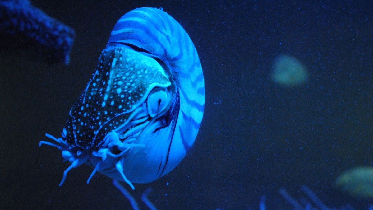 Łodzik, czyli nautilus