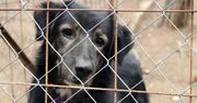 Wrocław. Psy z Radys już w schronisku. 31 zwierząt znalazło schronienie