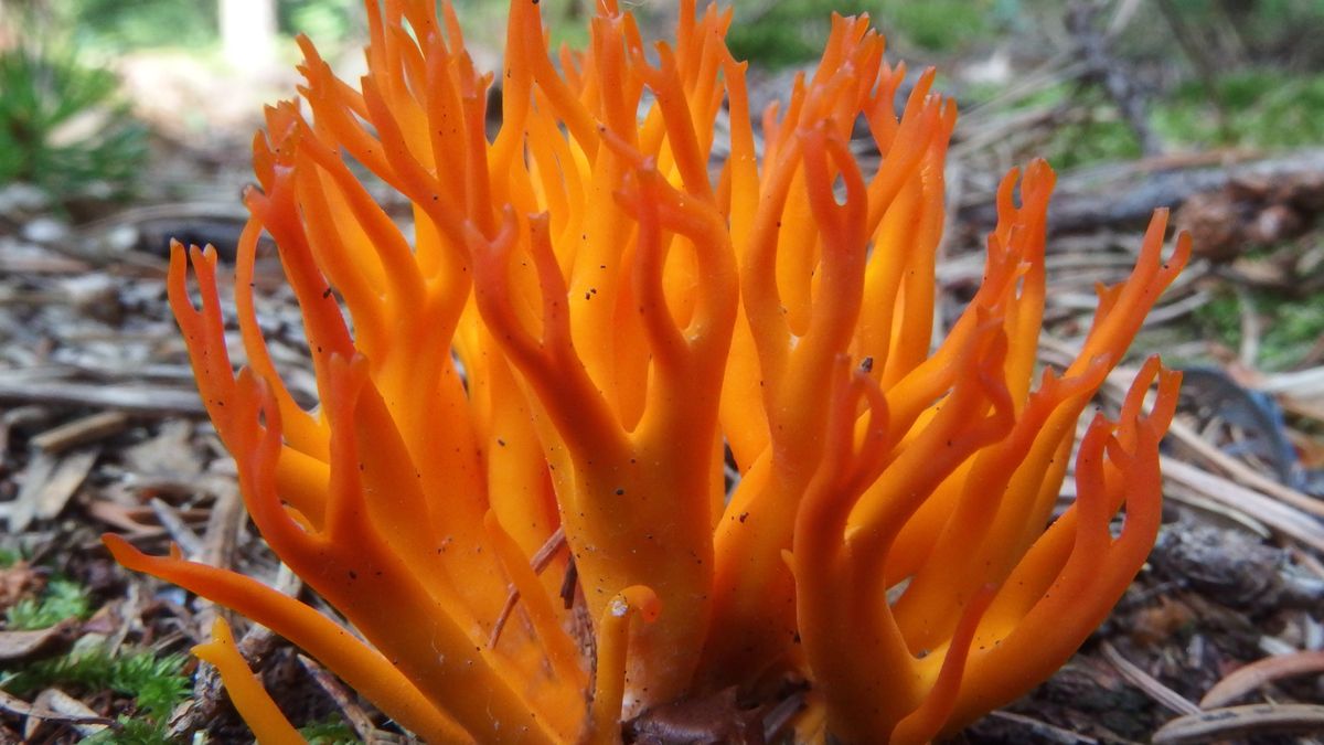 Pięknoróg największy zachwyca nietypowym wyglądem