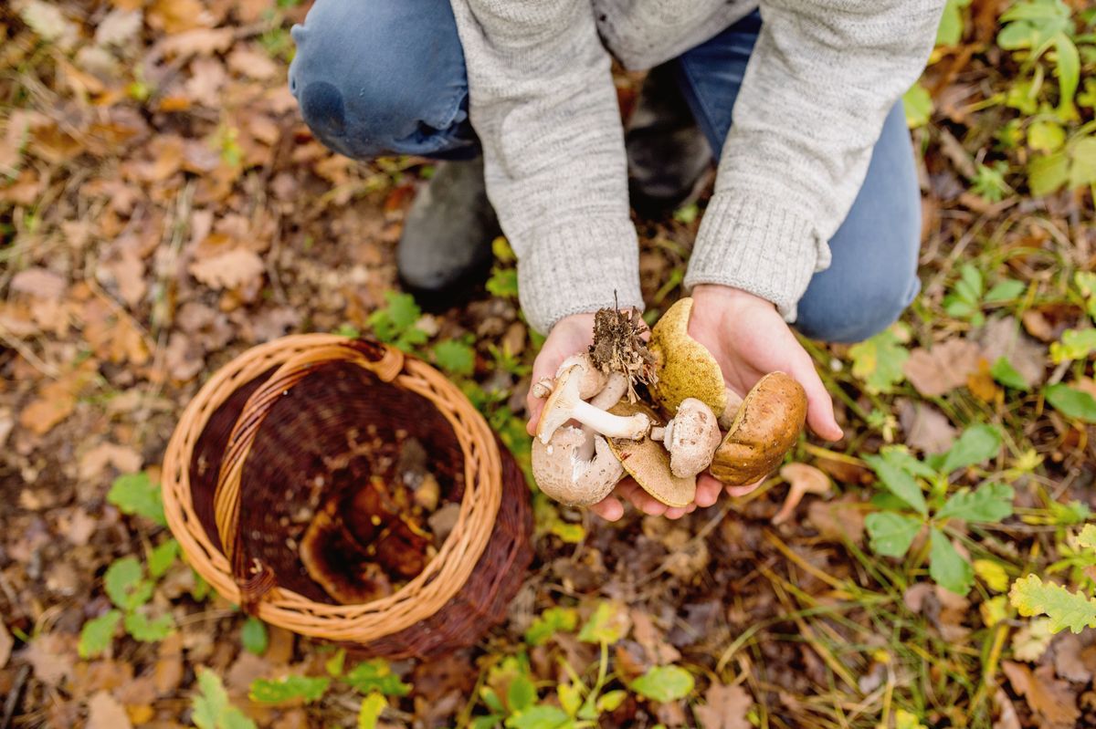 Початок вересня - це справжній рай для любителів збирати гриби.