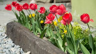 Tulipany w Muszynie. Rynek uzdrowiska tonie w czerwieni