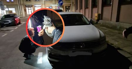 Wyciągnęli go z komory silnika. Odkrycie w Elblągu