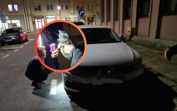 Wyciągnęli go z komory silnika. Odkrycie w Elblągu