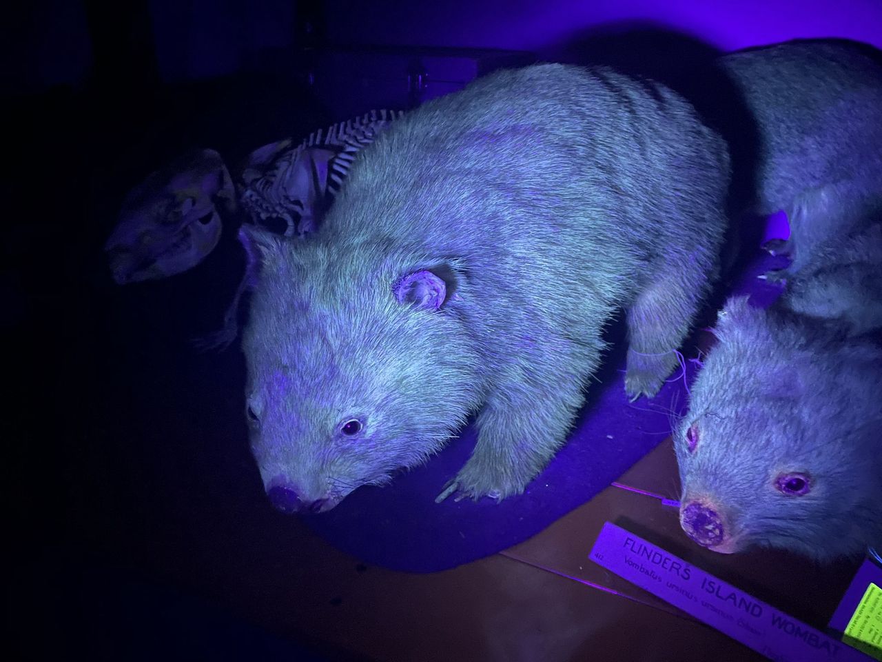 Wombaty świecące w ciemności/Kenny Travouillon/@TravouillonK