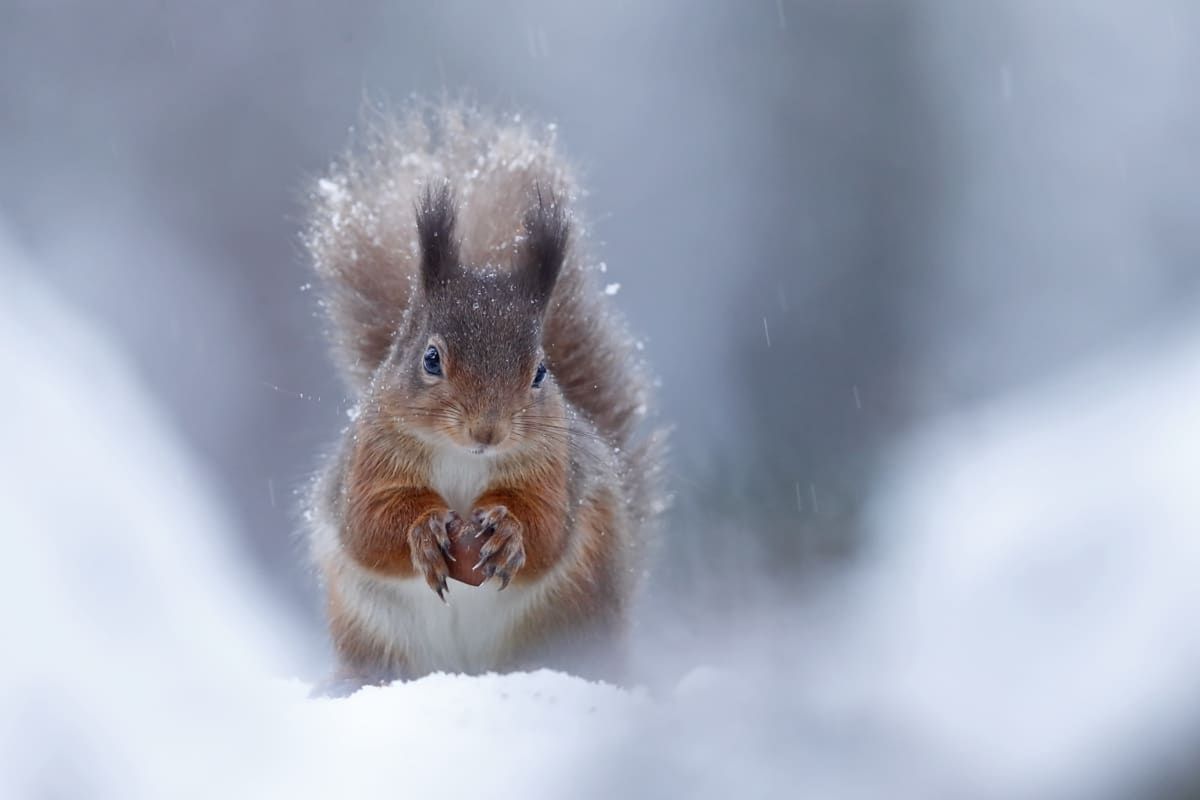 Nietoperz podczas polowania - zwycięskie zdjęcie British Wildlife Photography Awards 2018 14
