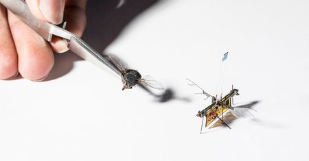 Najmniejszy inteligentny dron i samodzielna robomucha: to lata już dzisiaj