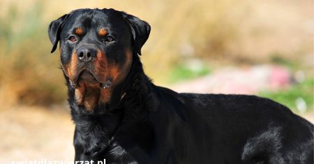 Rottweiler – niemiecka rasa psa, której nie można lekceważyć