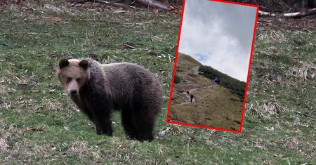 Niedźwiedź między turystami. Nagranie z Tatr hitem sieci