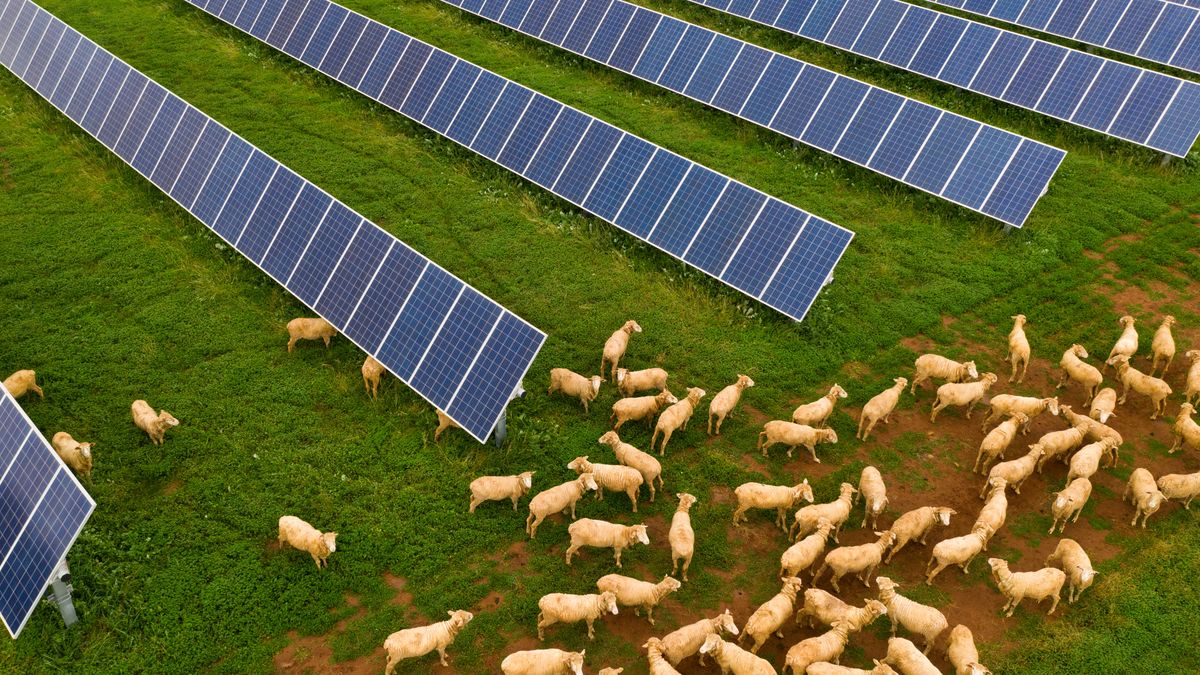 Agrofotowoltaika. Instalacja fotowoltaiczna na pastwisku