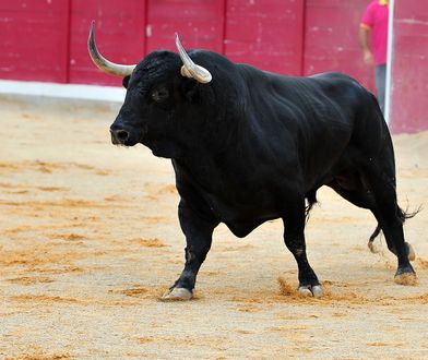 Polskie miasto zakazało rodeo. "Tysiące osób chciało je obejrzeć"