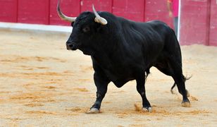 Polskie miasto zakazało rodeo. "Tysiące osób chciało je obejrzeć"
