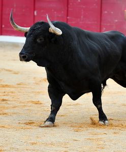 Polskie miasto zakazało rodeo. "Tysiące osób chciało je obejrzeć"