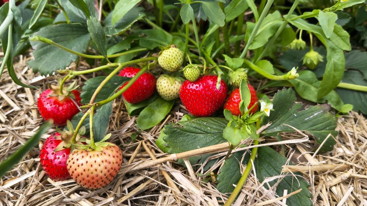 Trudna sytuacja plantatorów truskawek