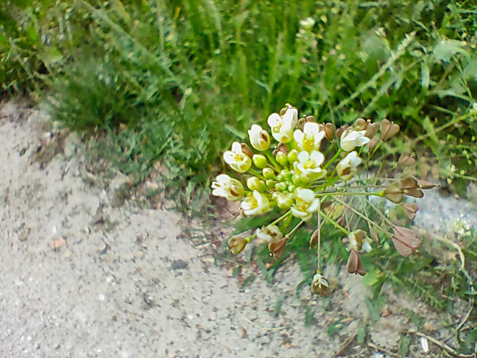Najtańszy smartfon z peryskopowym teleobiektywem. realme X3 SuperZoom: test aparatu 55