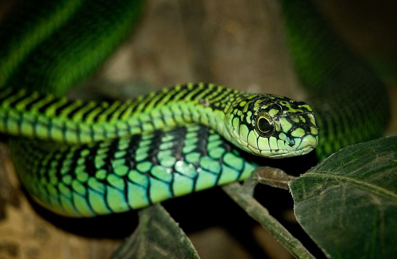 Venomous African snake causes alarm in northern Germany