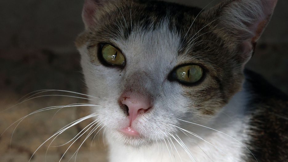 Kot ze śmiertelną chorobą w schronisku.