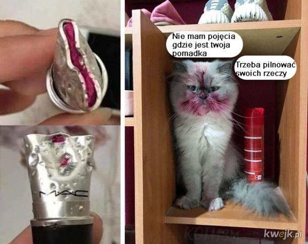 Memy z okazji Dnia Kota
