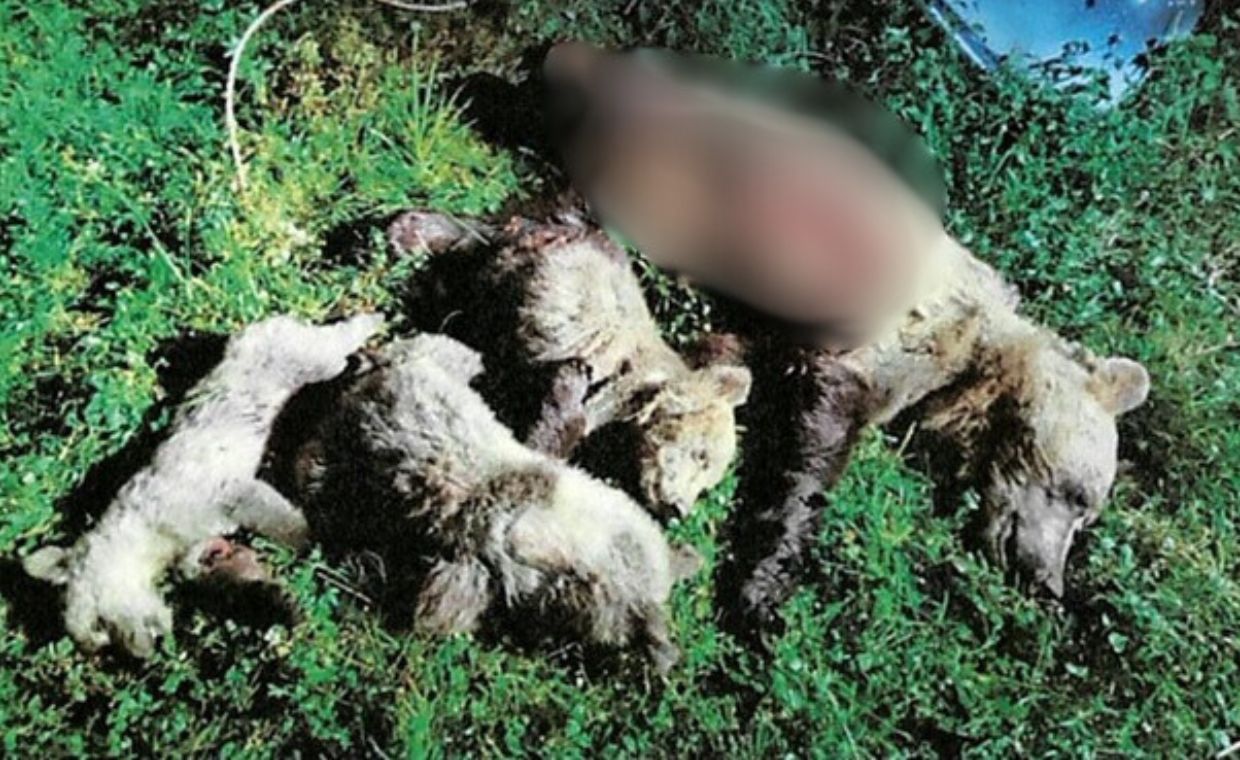 Martwa niedźwiedzica odstrzelona z młodymi na Słowacji