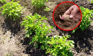 Kiedy sadzić ziemniaki? Trzymaj się tej zasady