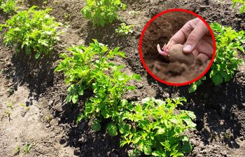 Kiedy sadzić ziemniaki? Trzymaj się tej zasady