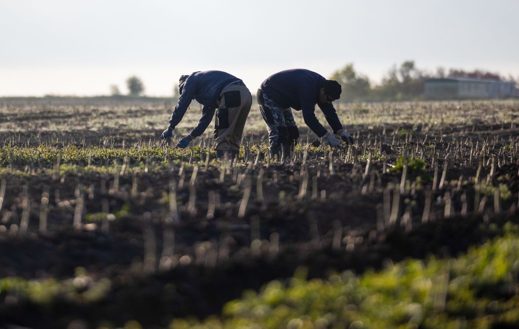 Polscy rolnicy walczą o pracownika z Niemcami. Oto stawki za szparagi