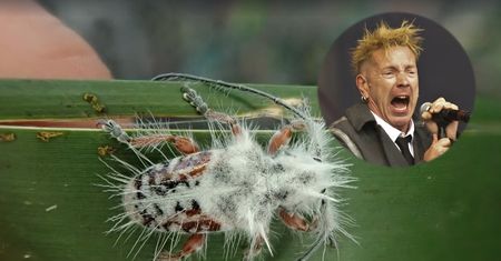"Punkowy chrząszcz". Nowy gatunek owada w Australii