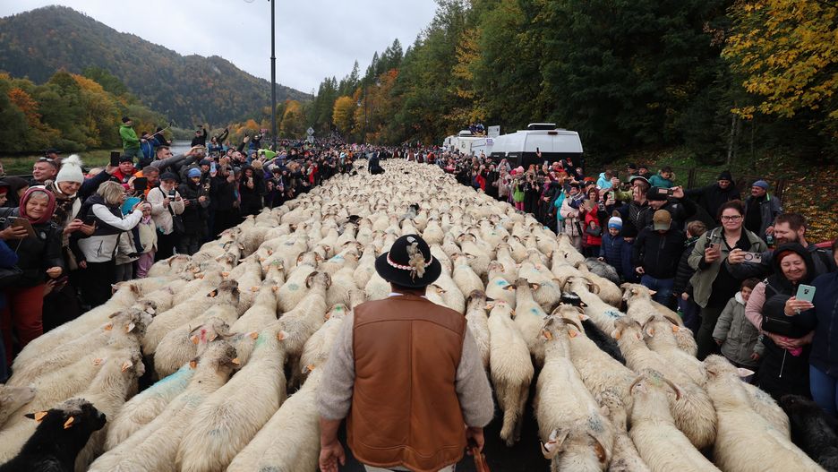 Szczawnica, 11.10.2025. Jesienny redyk w Szczawnicy, 11 bm. Po letnim wypasie na halach owce wracają do zagród. Przyciągające tłumy turystów wydarzenie stanowi tradycyjne zakończenie sezonu pasterskiego. (amb) PAP/Grzegorz Momot ***Do tego materiału zdjęciowego dostępna jest również depesza w systemie CSI, pt.: Owce schodzą z hal ? trwają jesienne redyki na Podhalu***