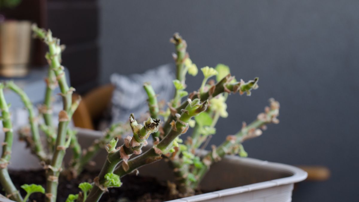 Jak pobudzić do wzrostu pelargonie po zimie? 