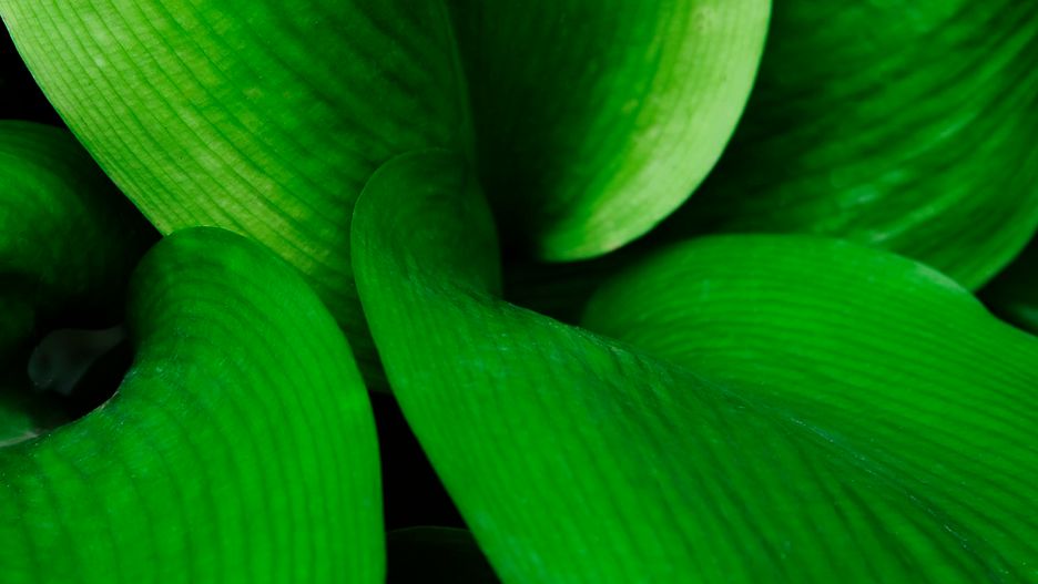 Postaw "język teściowej" w sypialni. Pozbędziesz się uciążliwego problemu