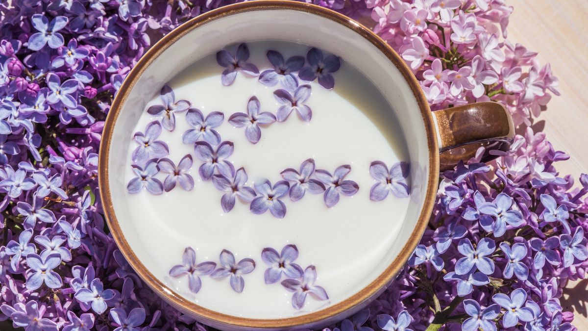 High angle view of flowers in bowl on tableCup with milk and small purple lilac flowers on a wooden table, matte natural still lifeZanna Pesnina / 500pxbackground, floral, texture, spring, wooden, natural, diet, still, life, aroma, blooming, bloom, cosmetology, pink, white, calorie, flora, healthy, milky, violet, fresh, tea
