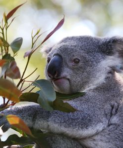 Koala spowodował karambol. Potem siadł za kierownicą