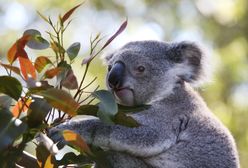 Koala spowodował karambol. Potem siadł za kierownicą