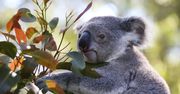 Koala spowodował karambol. Potem siadł za kierownicą
