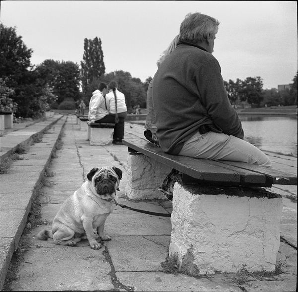 „Dog Stories" - pieskie życie na czarno-białych fotografiach Roberta Kresy 29