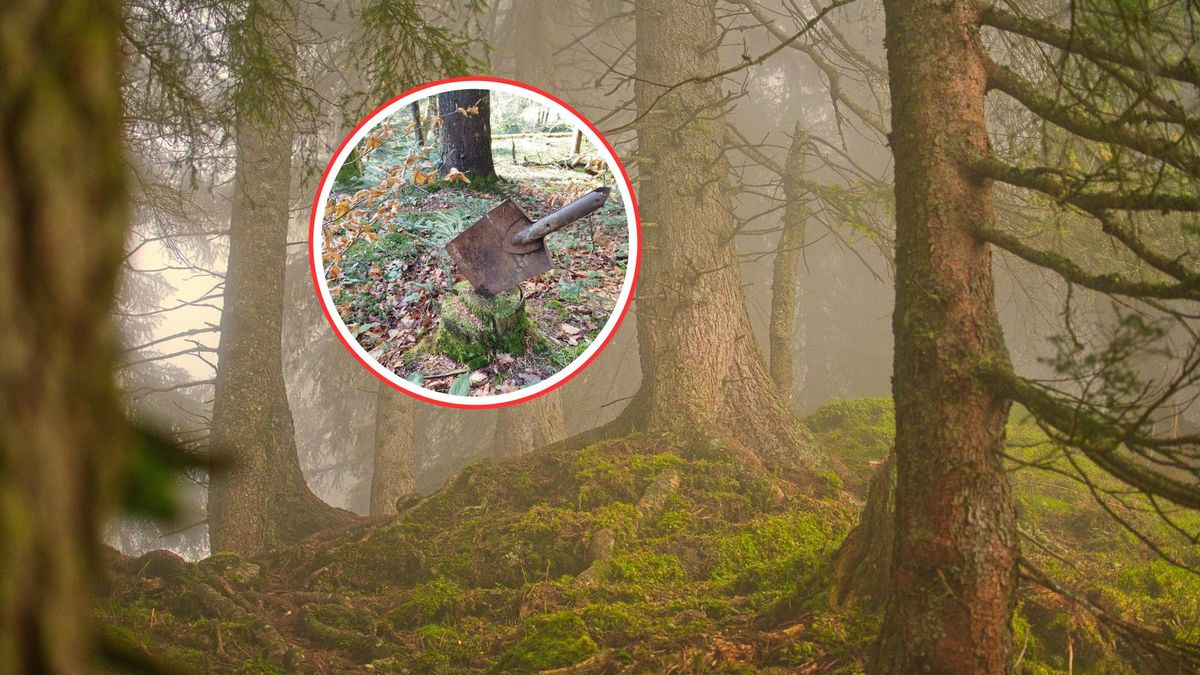 Tajemnicze znalezisko w lesie
