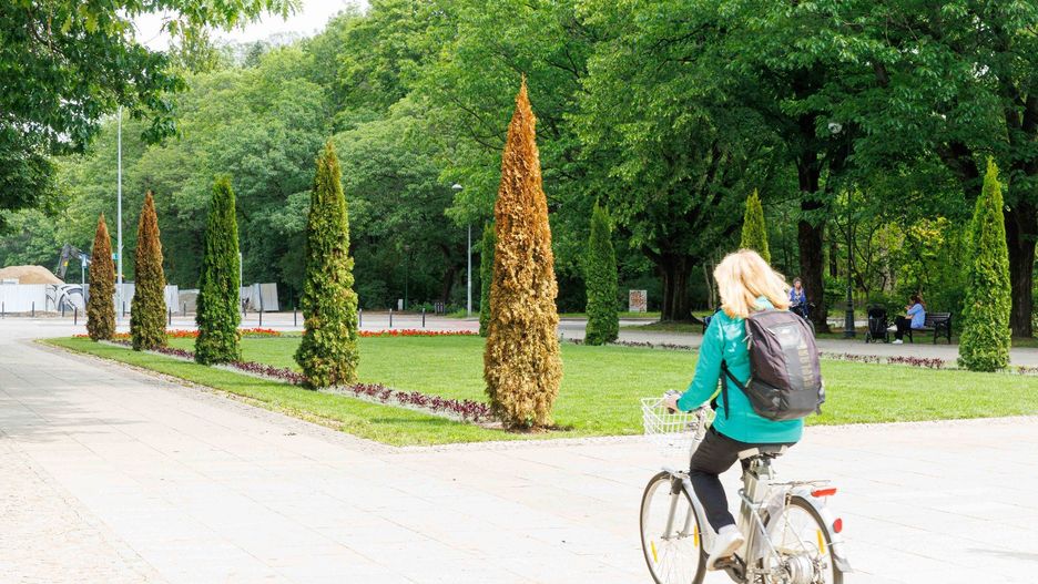 Nowe tuje na Plantach. Posadzono je raptem dwa miesiące temu 