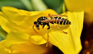 Prawdziwa plaga. Groźne owady. Ratownicy mają pełne ręce roboty