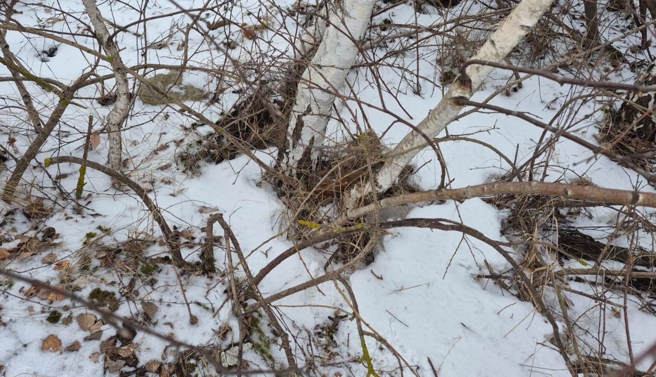 Odkrycie między drzewami. Od razu wezwał służby