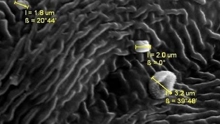 Magnetyczne liście wskaźnikami zanieczyszczeń 1