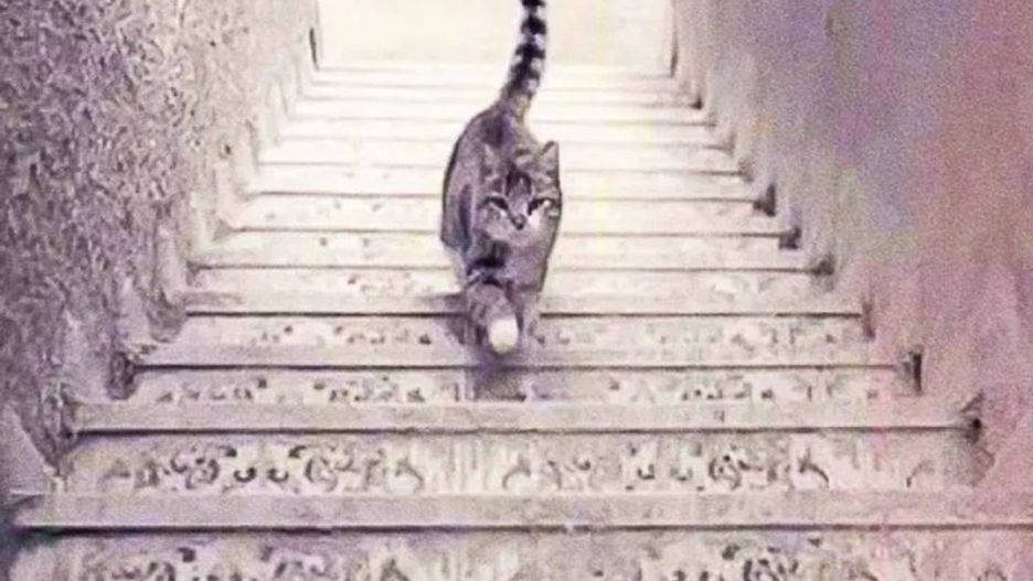 W którą stronę idzie kot? Głowią się nawet naukowcy