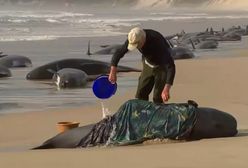 Koszmarny widok u wybrzeży Australii. Setki wielorybów na plaży