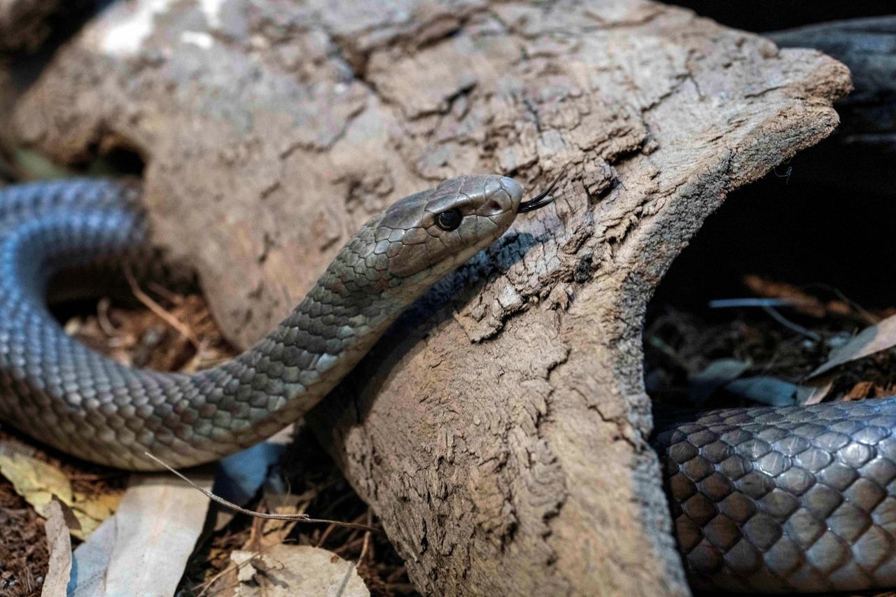 Pseudonaja textilis is one of the most venomous snakes in the world, found in Australia, Papua New Guinea, and Indonesia.