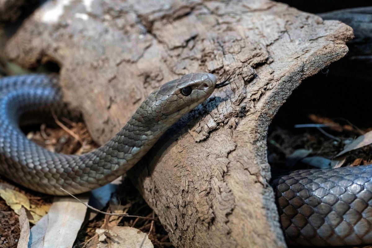 Pseudonaja textilis to jeden z najbardziej jadowitych węży świata, występujący w Australii, Papui-Nowej Gwinei i Indonezji