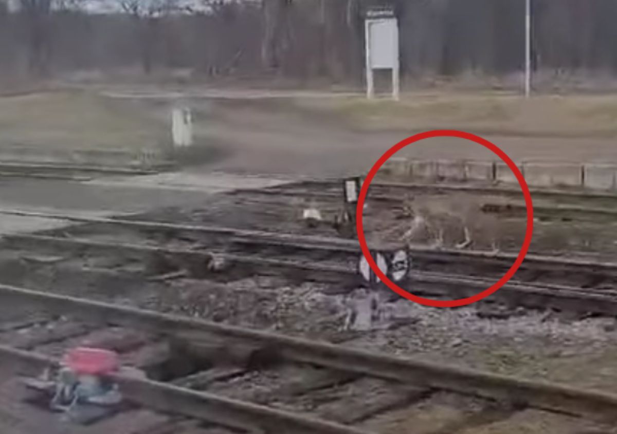 Pojawił się na torach. Takie spotkanie to rzadkość