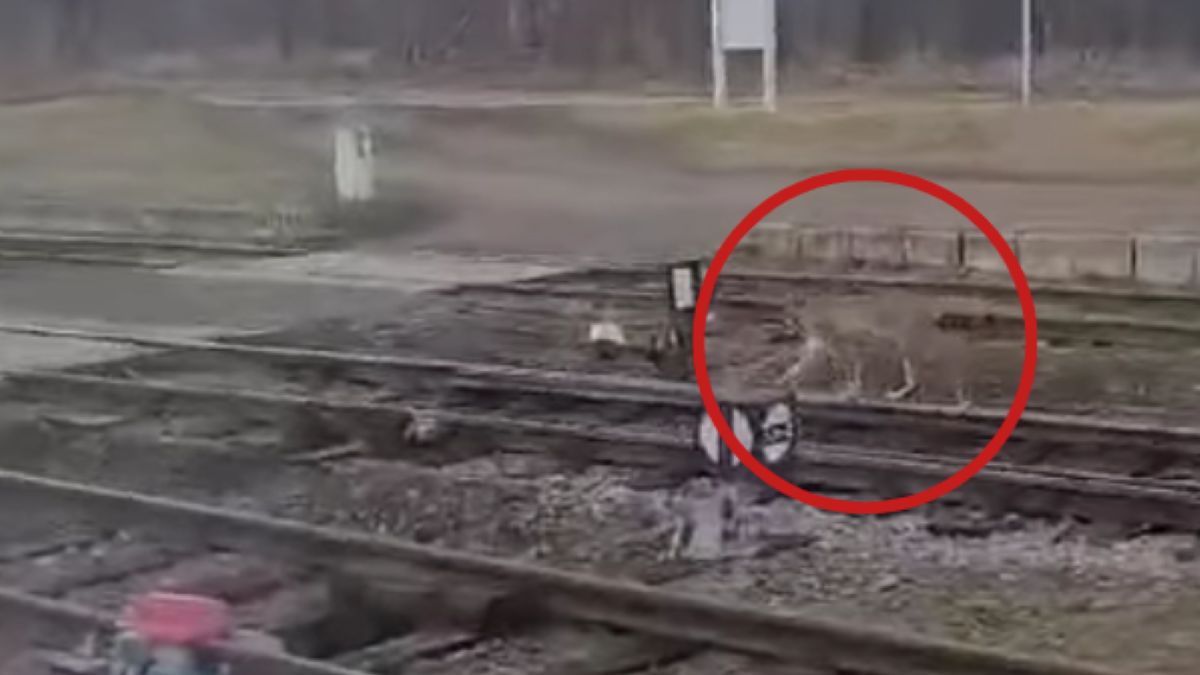 Niecodzienny gość na torach