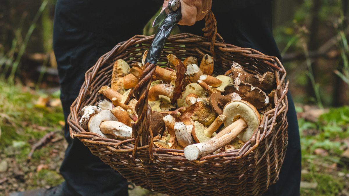 Jedz na grzyby na Dolny Śląsk. W tych lasach jest ich najwięcej